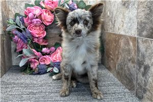 Edmund - Pomeranian for sale