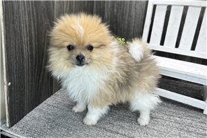 Liam - Pomeranian for sale