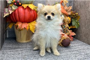 Dawn - Pomeranian for sale