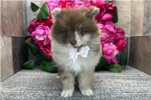 Turner - Pomeranian for sale