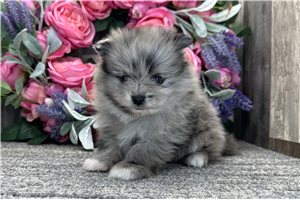 Trent - Pomeranian for sale
