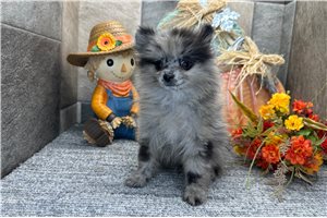 Drew - Pomeranian for sale