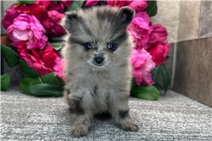 Drew - puppy for sale