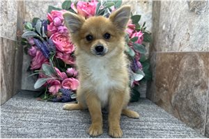Sugar - Pomeranian for sale