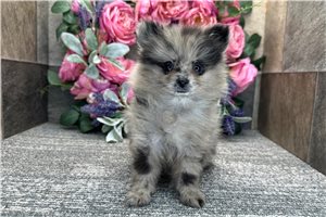 Drew - Pomeranian for sale