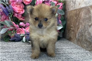 Thatcher - puppy for sale