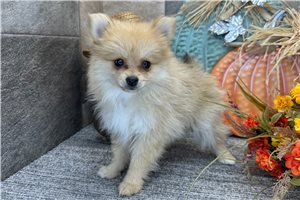 Dawn - Pomeranian for sale