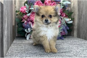 Sugar - Pomeranian for sale