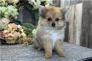 Sugar - Pomeranian for sale
