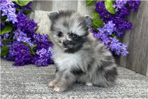 Snickers - Pomeranian for sale