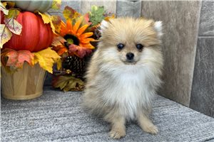 Foster - Pomeranian for sale