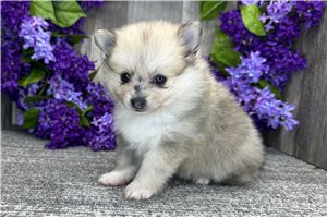 Sephora - puppy for sale
