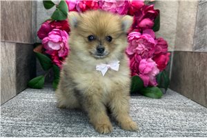 Thatcher - Pomeranian for sale