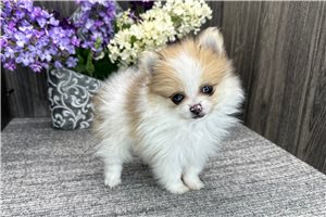 Lilu - Pomeranian for sale