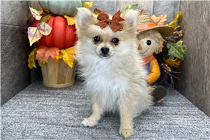 Dawn - Pomeranian for sale