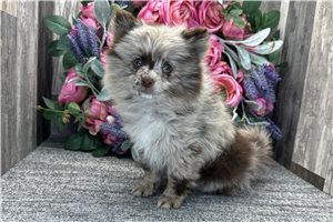 Edmund - Pomeranian for sale