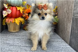 Thea - Pomeranian for sale