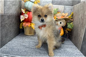 Thatcher - Pomeranian for sale