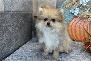 Foster - Pomeranian for sale