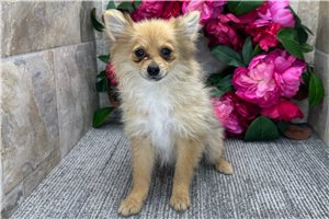Sugar - Pomeranian for sale