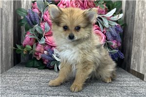 Sugar - Pomeranian for sale
