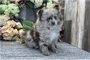 Edmund - Pomeranian for sale