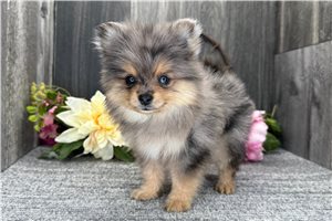 James | Puppies For Sale at Pawrade