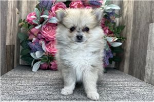 Sephora - Pomeranian for sale