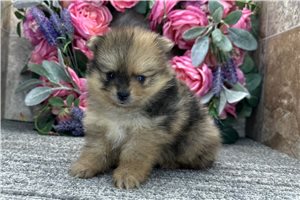 Thea - puppy for sale