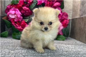 Donald - puppy for sale