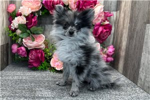 Penelope - Pomeranian for sale