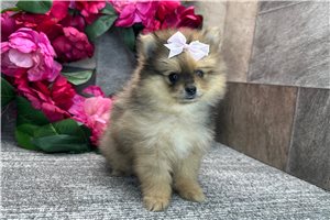 Thea - Pomeranian for sale