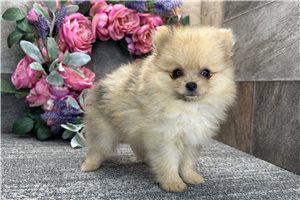 Donald - Pomeranian for sale