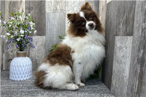 Midge - Pomeranian for sale