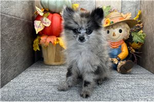 Drew - puppy for sale