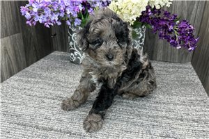 Bennett - Poodle, Toy for sale