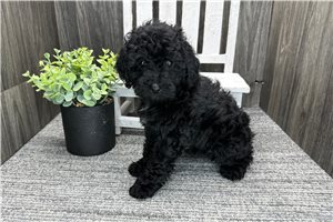 Blair - puppy for sale