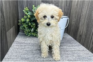 Bella - Poodle, Toy for sale