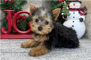 Puddin - puppy for sale