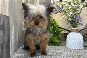 Paladin - Yorkshire Terrier - Yorkie for sale