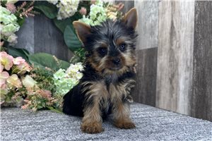 Whiskers - Yorkshire Terrier - Yorkie for sale