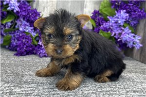 Buggsy - puppy for sale