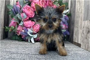 Whiskers - Yorkshire Terrier - Yorkie for sale