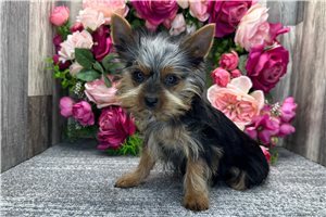 Whiskers - Yorkshire Terrier - Yorkie for sale