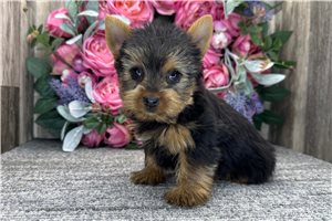 Buggsy - Yorkshire Terrier - Yorkie for sale