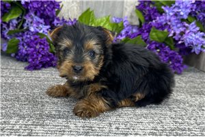 Whiskers - puppy for sale