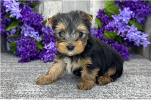 Patsy - Yorkshire Terrier - Yorkie for sale