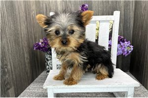 Ira - Yorkshire Terrier - Yorkie for sale