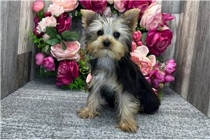 Patsy - Yorkshire Terrier - Yorkie for sale
