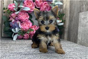 Patsy - Yorkshire Terrier - Yorkie for sale